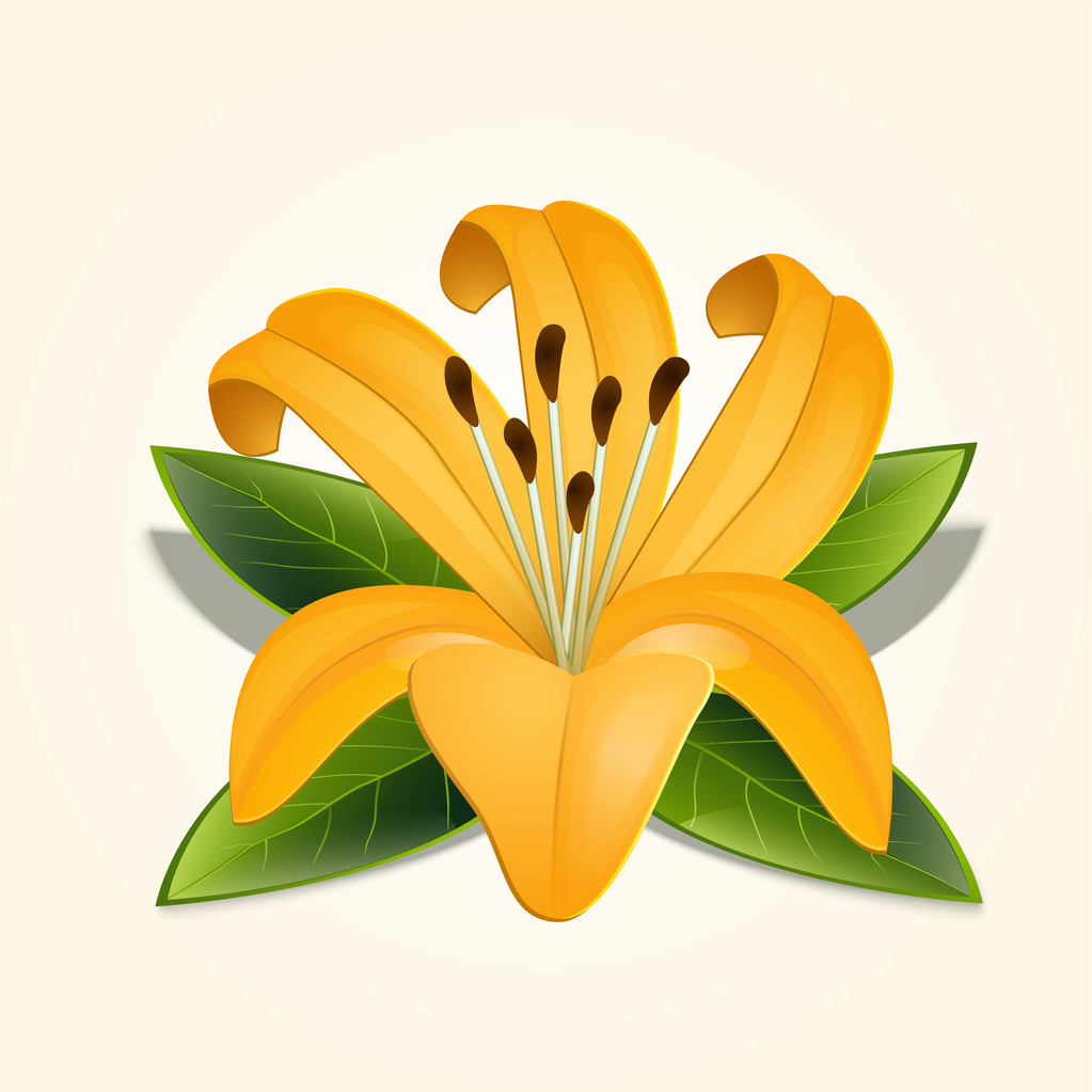 Vector lily flower. Vector illustration. - Vector, Image