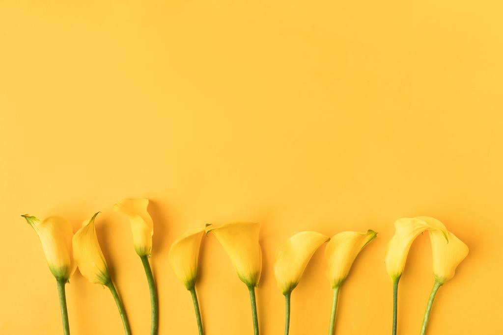 πανέμορφο ανθισμένο κίτρινο calla λουλούδια κρίνο απομονώνονται σε κίτρινο - Φωτογραφία, εικόνα