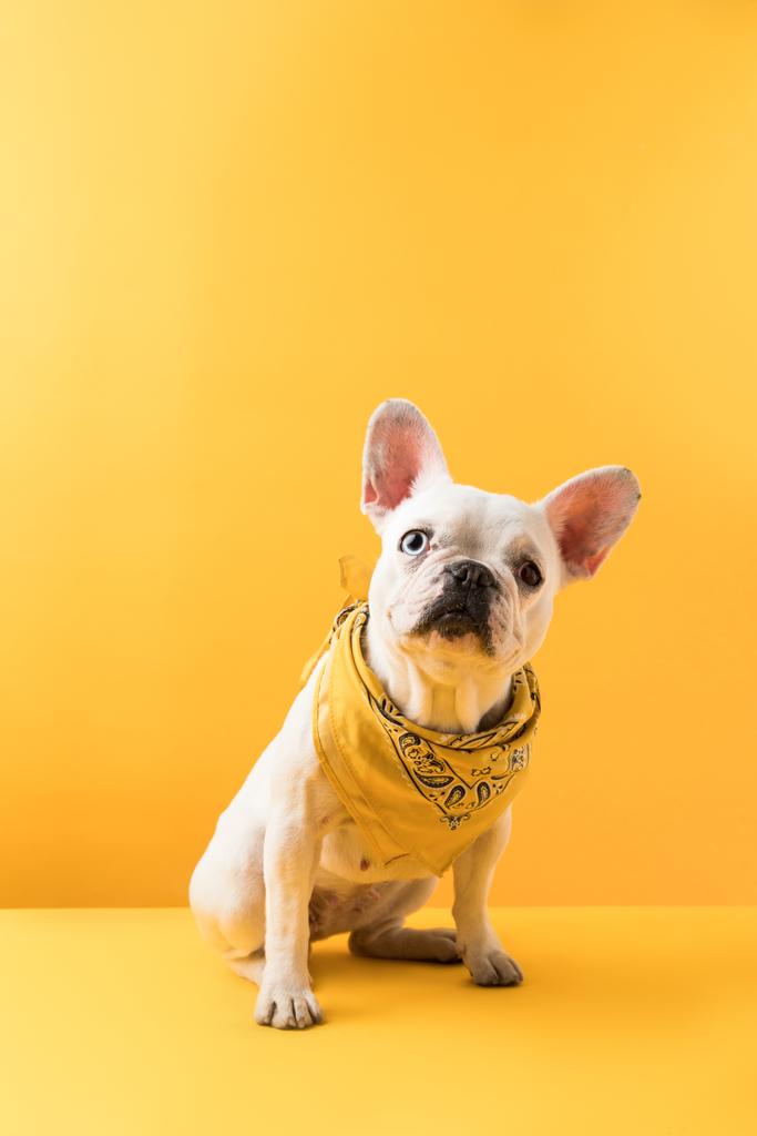 drôle français bulldog assis et regardant caméra sur jaune
 - Photo, image