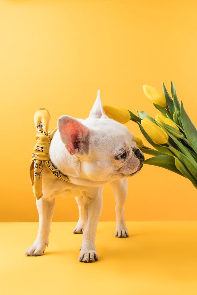 Ranskalainen bulldog haistaa kauniita keltaisia tulppaaneja keltaisella
   - Valokuva, kuva