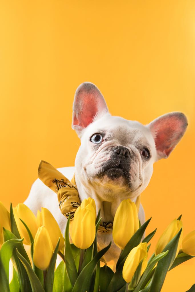 フレンチ ブルドッグ犬と美しい黄色チューリップ黄色の分離  - 写真・画像