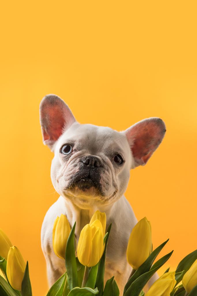 chien mignon et belles tulipes jaunes isolées sur jaune
  - Photo, image