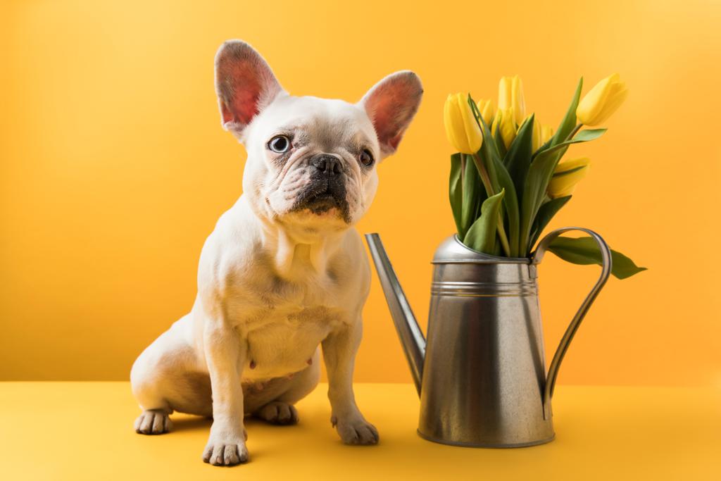 Lustige französische Bulldogge sitzt neben Gießkanne mit gelben Tulpen auf gelb - Foto, Bild