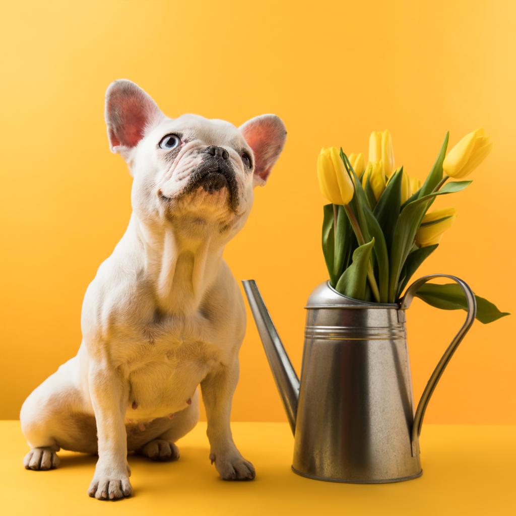 lindo bulldog francés sentado cerca de regadera con tulipanes amarillos en amarillo
 - Foto, imagen