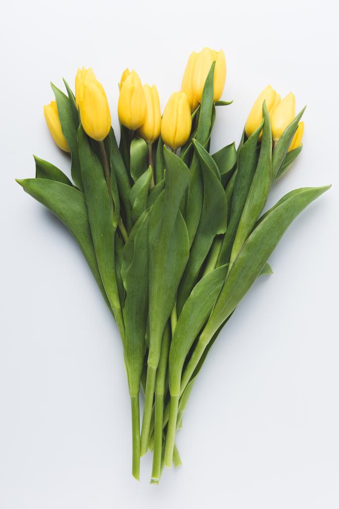 красивые цветущие желтые цветы тюльпан изолированы на серый
  - Фото, изображение