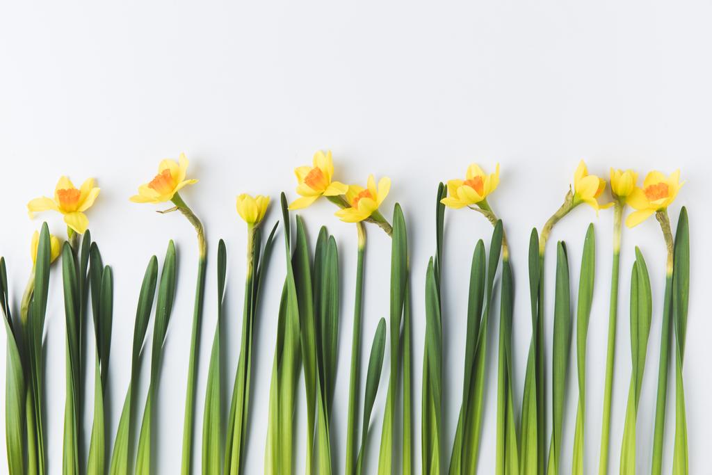 όμορφα ανθισμένα κίτρινο daffodils με πράσινη βλαστοί και τα φύλλα που απομονώνονται σε γκρι  - Φωτογραφία, εικόνα