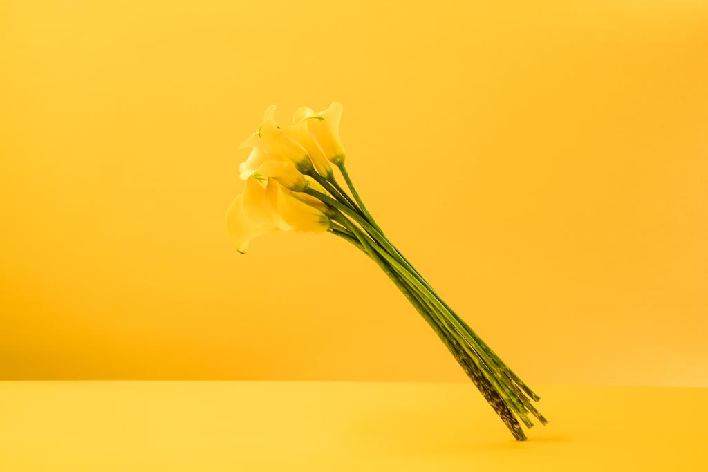beautiful blooming yellow calla lily flowers isolated on yellow  - Photo, Image