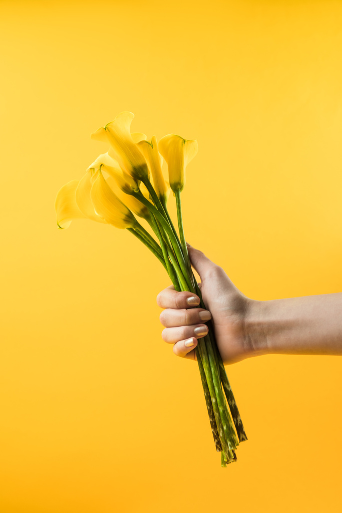 abgeschnittene Aufnahme der Hand mit schönen Calla-Lilienblüten, isoliert auf gelb - Foto, Bild
