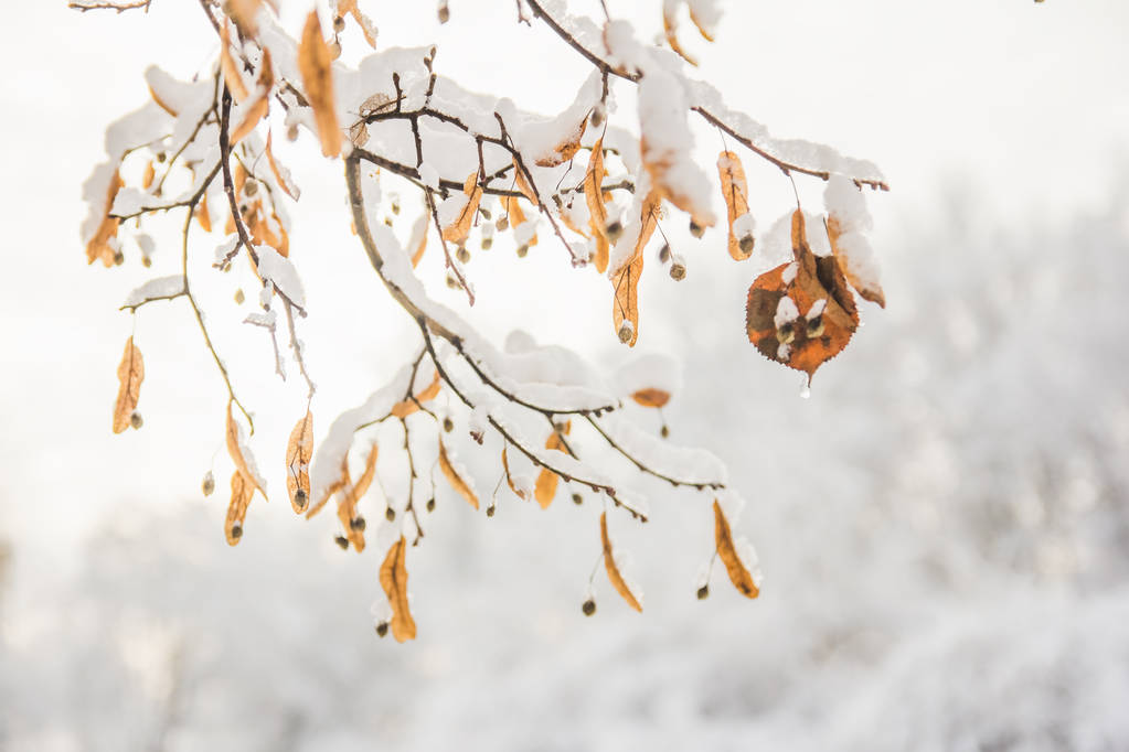 Tilia blüht orange im Schnee, im Winter - Foto, Bild