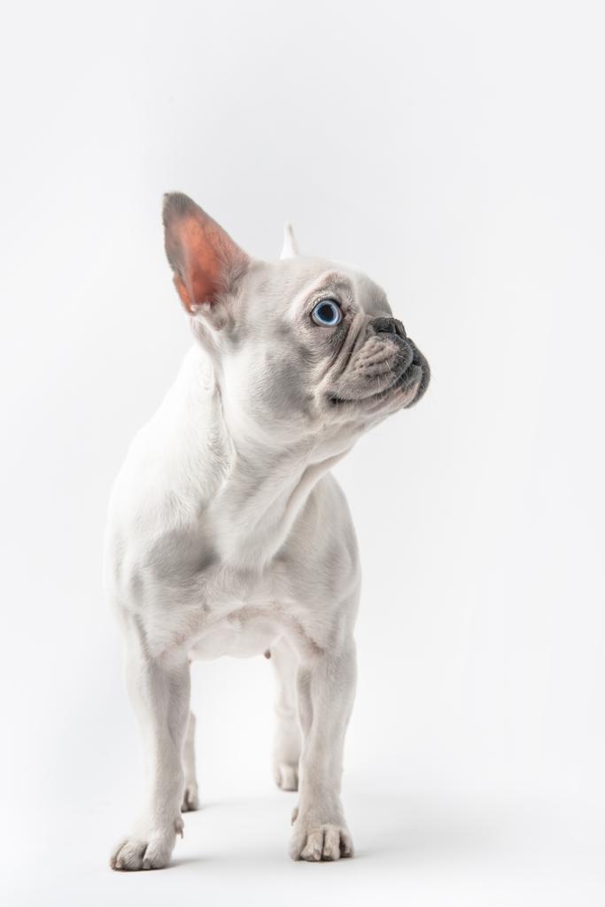 imádnivaló fajtiszta francia bulldog látszó el elszigetelt fehér - Fotó, kép