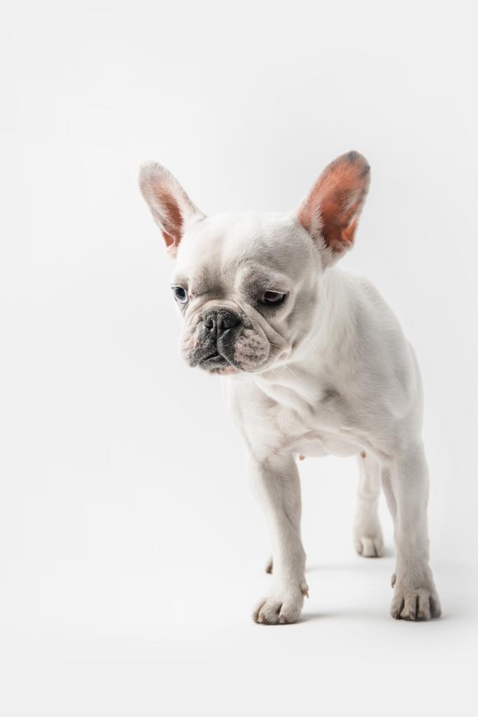 entzückend lustige Französische Bulldogge Welpe steht isoliert auf weiß - Foto, Bild