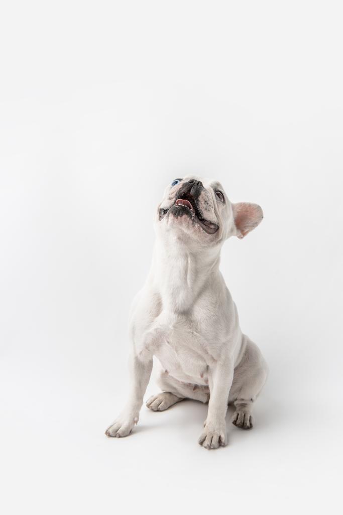 entzückende französische Bulldogge sitzt und schaut isoliert auf weiße - Foto, Bild