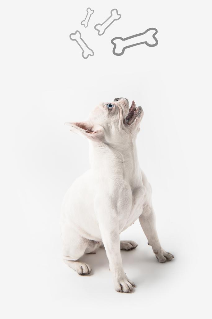 Niedliche Französische Bulldogge, die zu Knochen aufschaut, isoliert auf weißem Grund - Foto, Bild