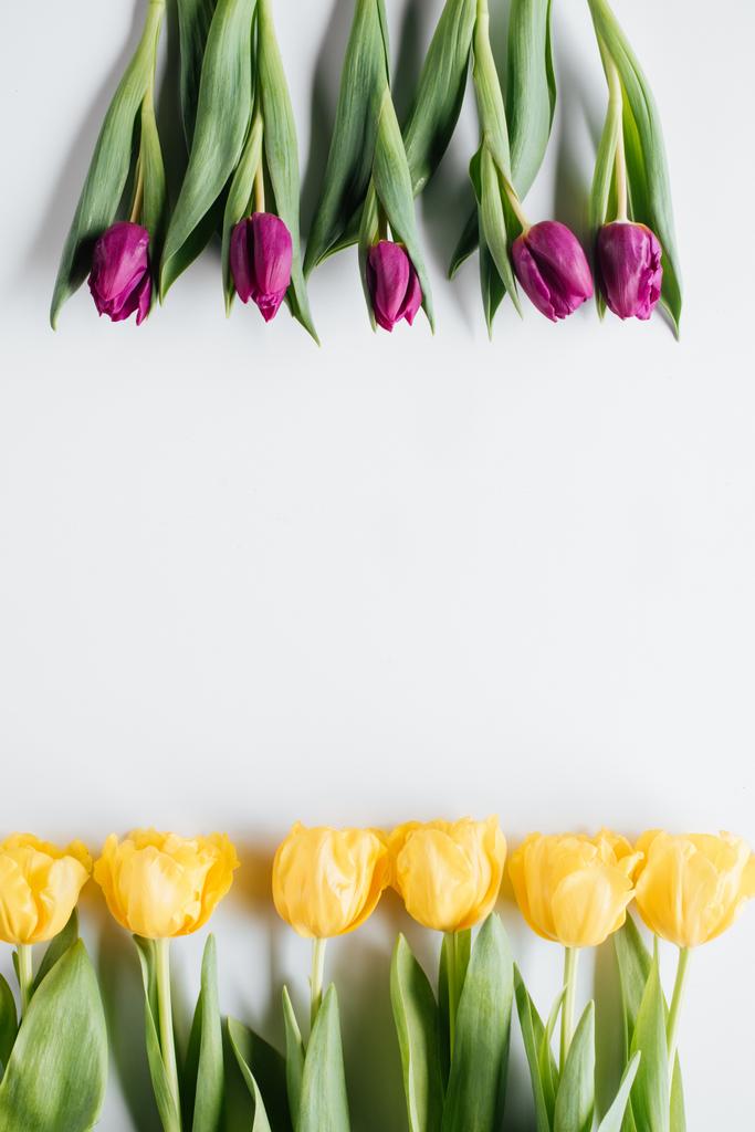 Draufsicht auf gelbe und lila Tulpen isoliert auf weiß mit Kopierraum, internationaler Frauentag Hintergrund - Foto, Bild