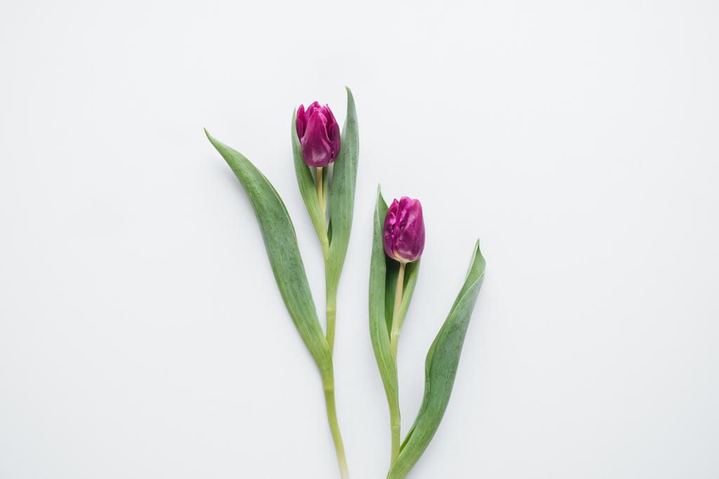 két rózsaszín tulipánok, elszigetelt fehér felső nézetében - Fotó, kép