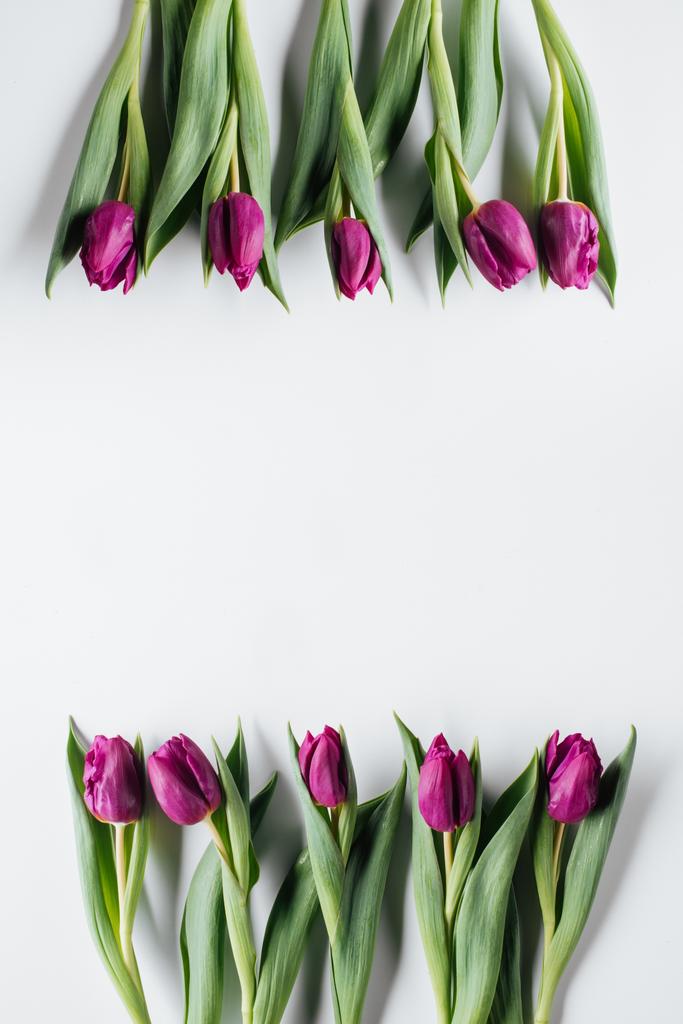 Widok z góry świeże fioletowy tulipanów na białym z miejsca kopiowania tle  - Zdjęcie, obraz