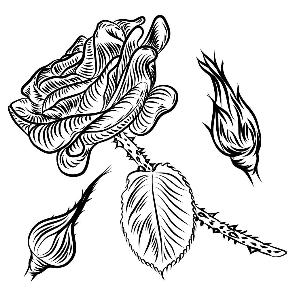 Růže ruka kreslení sady, jarní pupeny.  - Vektor, obrázek