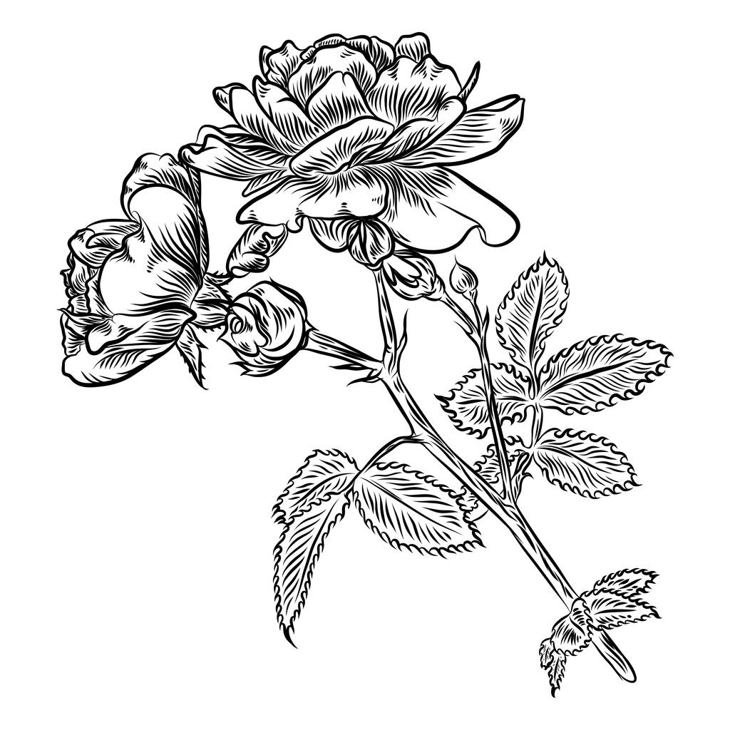 Квіти. Рука намальована троянда
 - Вектор, зображення
