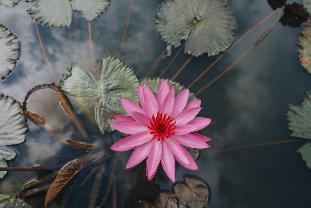 lotus - Valokuva, kuva