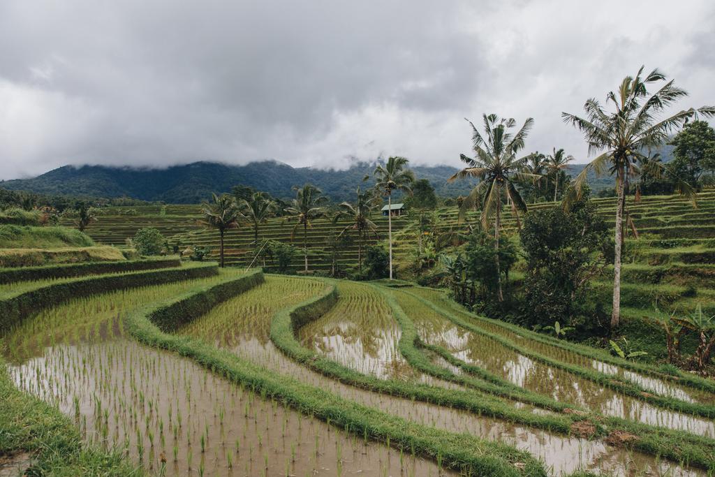 Rice Terraces - Photo, Image
