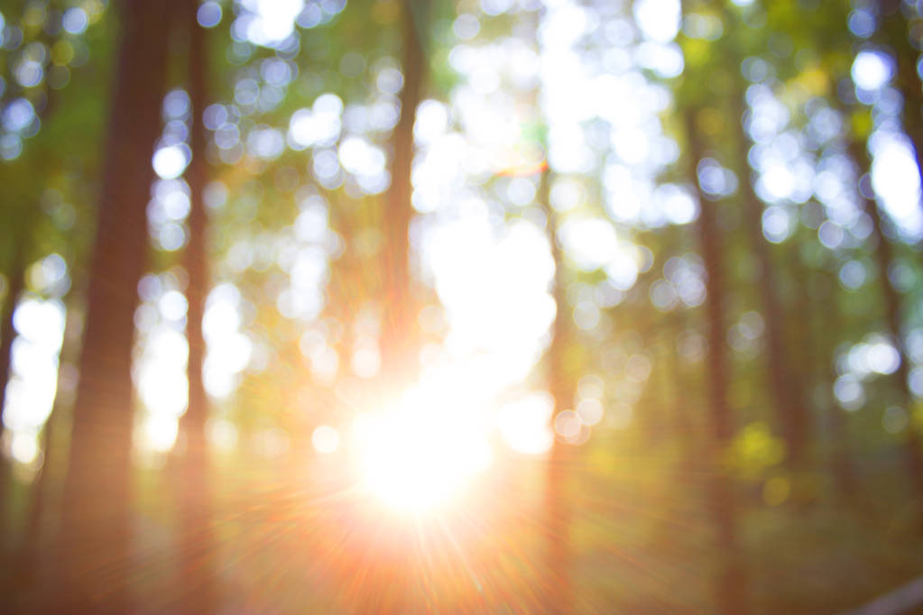 Erdő blur baground - Fotó, kép