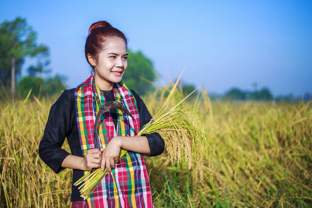 nő mezőgazdasági termelő, hogy szüret rizs mező használata - Fotó, kép