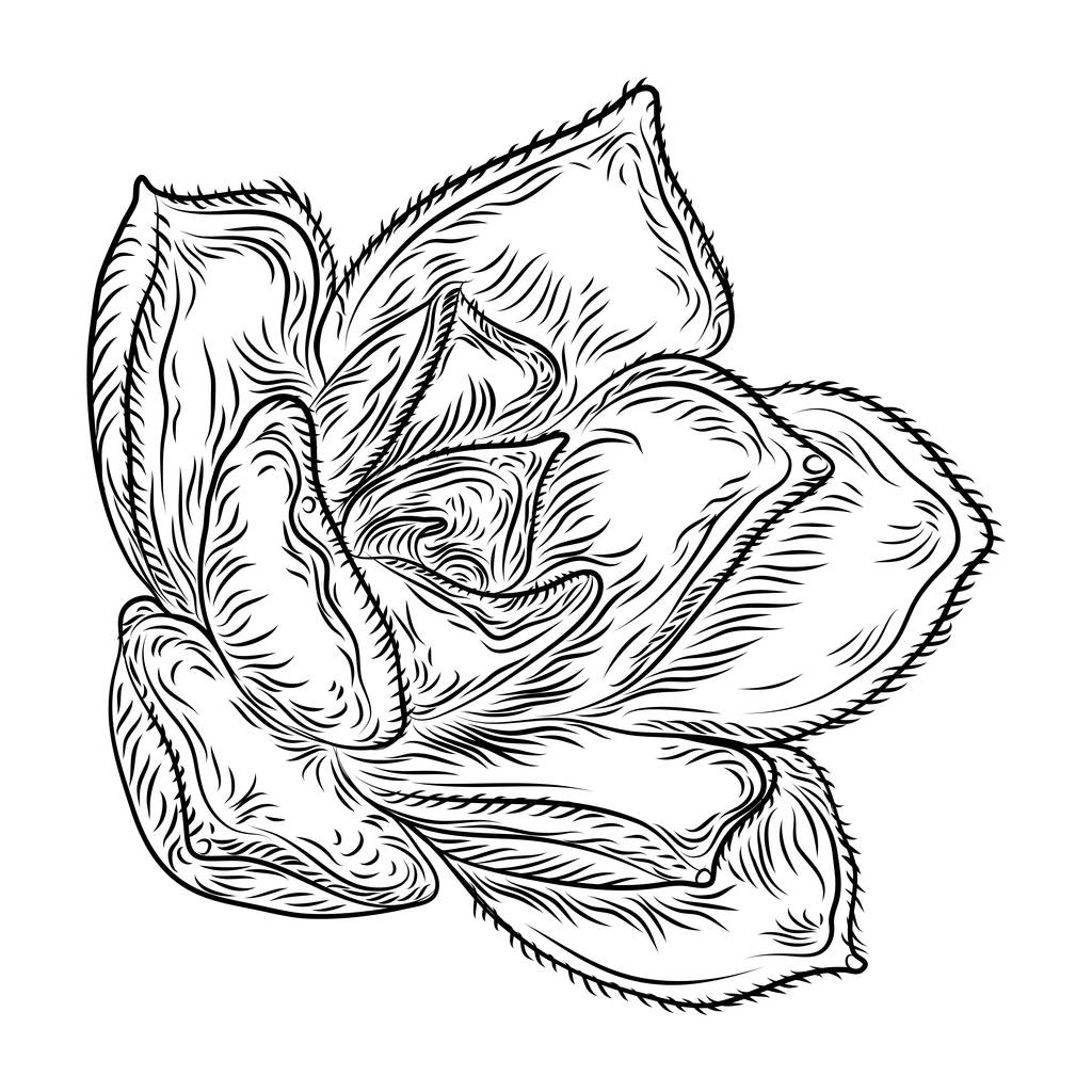 Суккулентна квітка кактуса, намальований вручну тераріум Echeveriacosti
.  - Вектор, зображення