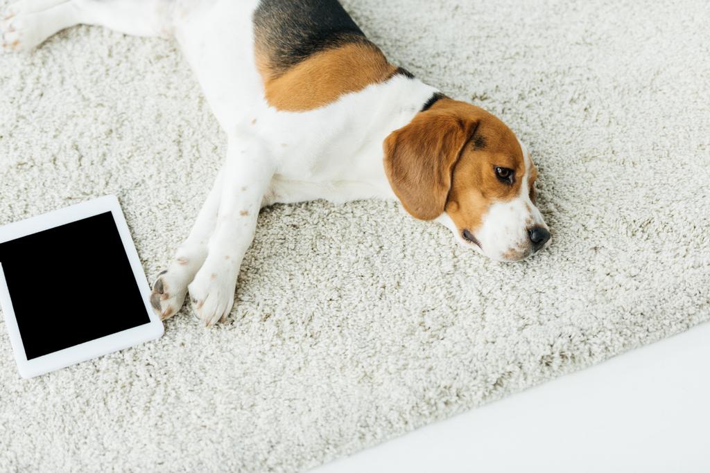 Blick auf niedlichen Beagle, der mit Tablet auf Teppich liegt - Foto, Bild