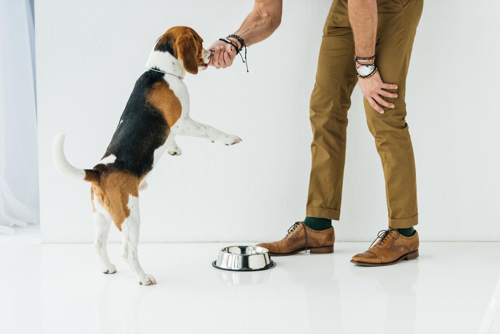 abgeschnittenes Bild eines Mannes, der Hund aus der Hand füttert - Foto, Bild