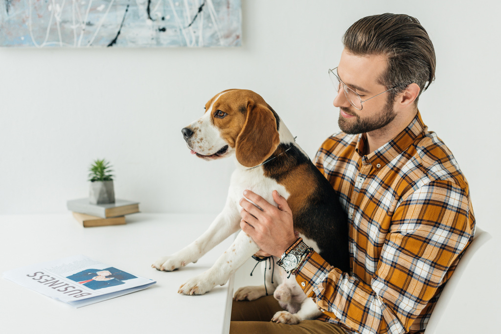 Zijaanzicht van zakenman bedrijf schattig beagle - Foto, afbeelding