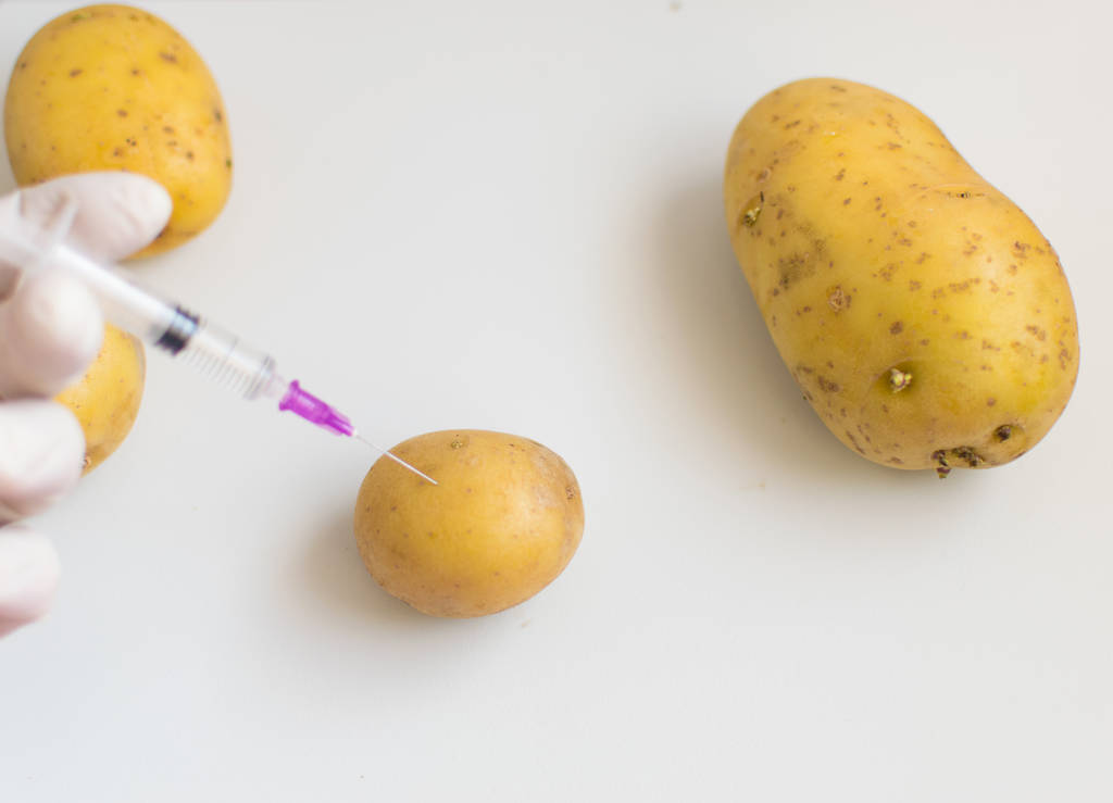 Il concetto di prodotti non naturali, OGM. Siringa e patate su sfondo bianco
. - Foto, immagini