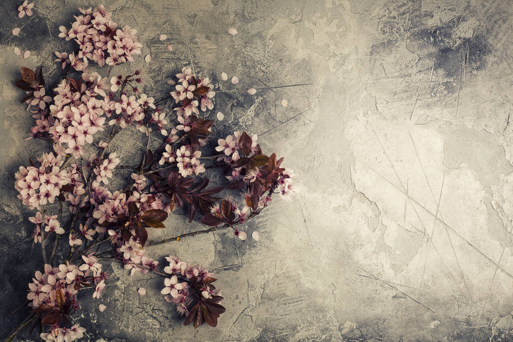 Вишні квіти
 - Фото, зображення