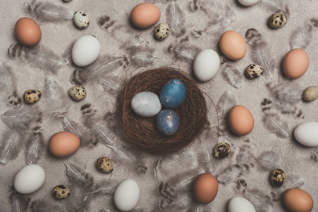 Widok z góry malowane pisanki w gniazdo na powierzchni betonu z piór, kurczaka i przepiórcze jaja - Zdjęcie, obraz