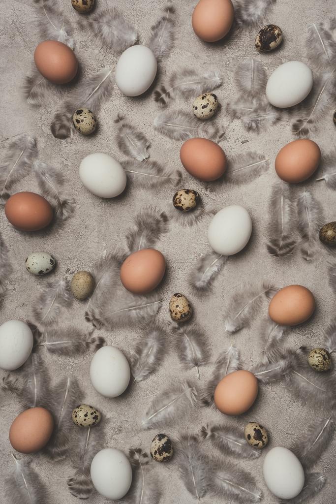 top view of chicken and quail eggs on concrete surface with feathers - Photo, Image