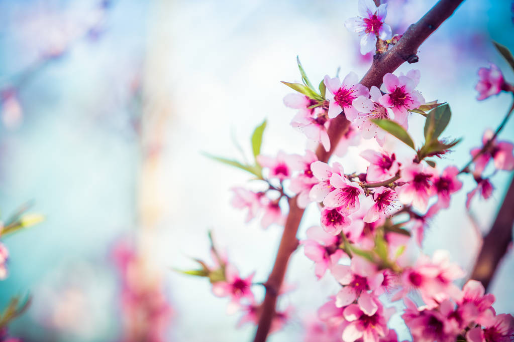 Piękne drzewa kwitnące brzoskwini na wiosnę w słoneczny dzień. Nieostrość, naturalne rozmycie - Zdjęcie, obraz