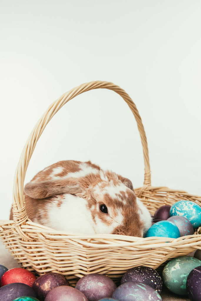 domestic rabbit lying in straw basket with painted easter eggs isolated on white - Photo, Image