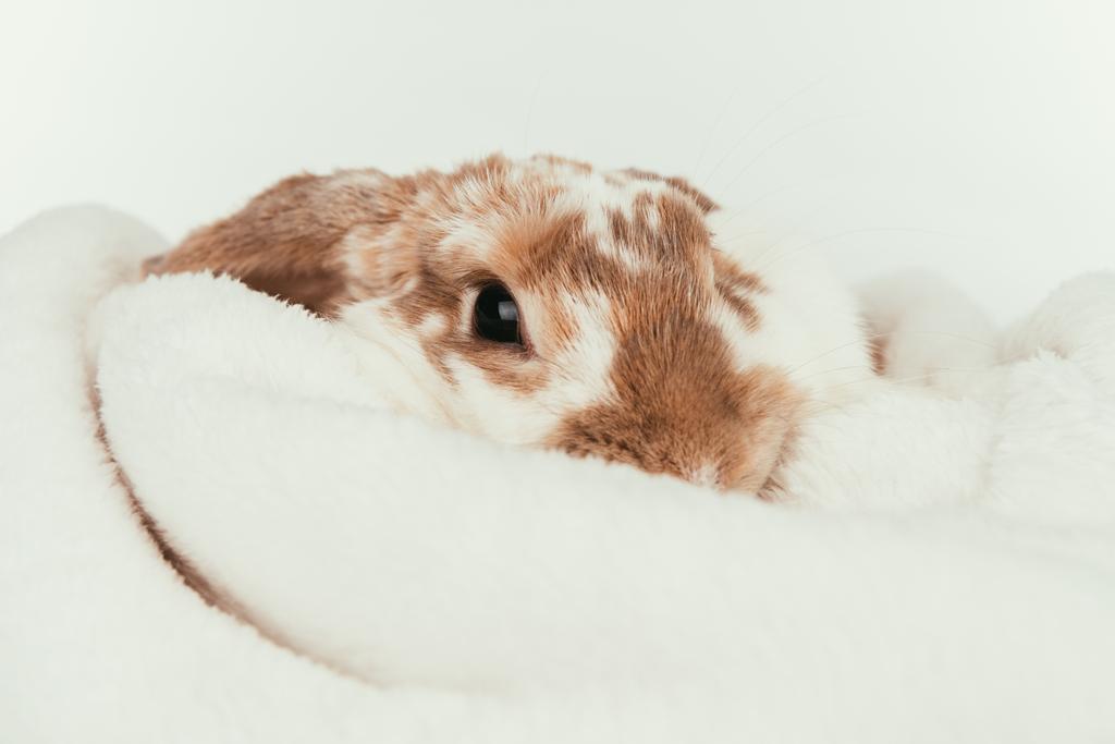 hauska kesy kani makaa huopa eristetty valkoinen
 - Valokuva, kuva