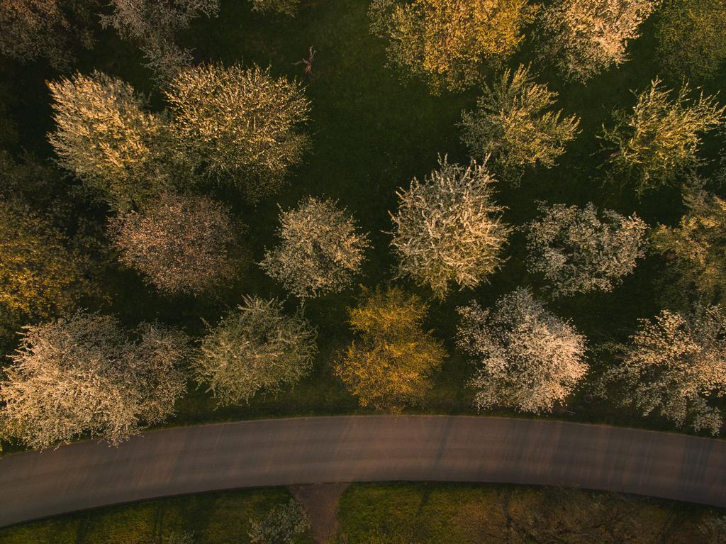 Árboles y carretera
 - Foto, imagen