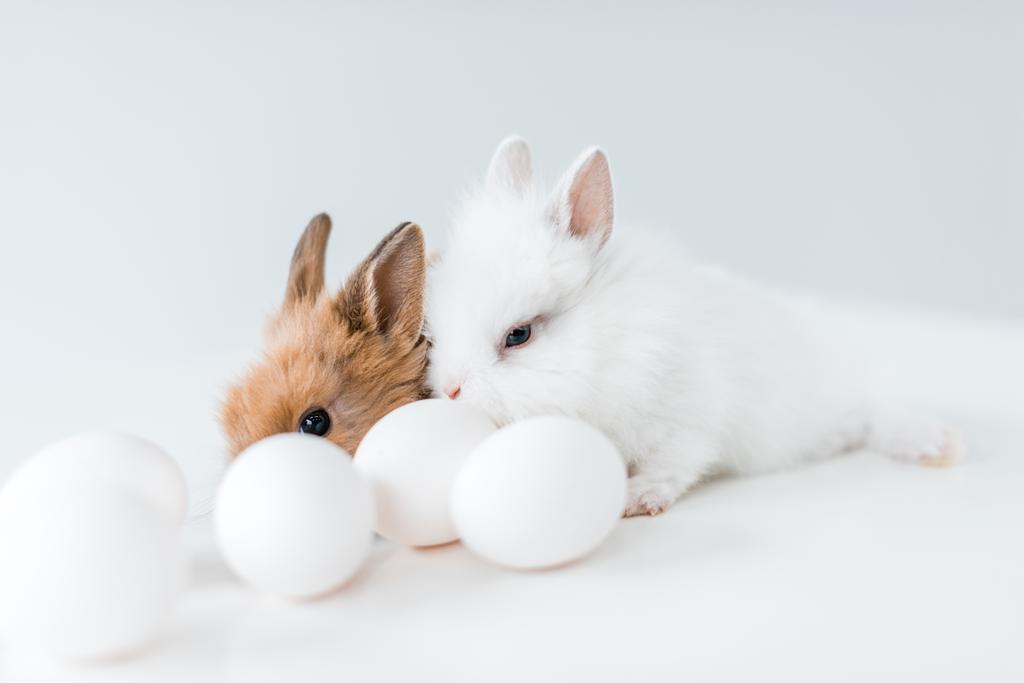 vista de cerca de lindos conejos peludos y huevos de pollo en blanco
 - Foto, Imagen