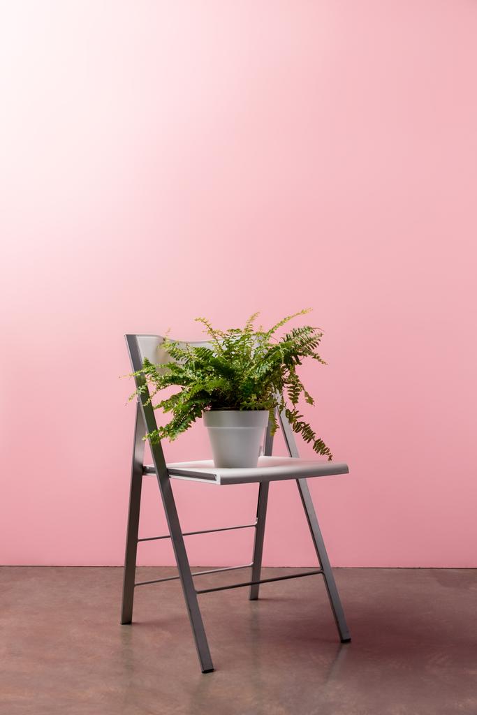 Πτυσσόμενη καρέκλα με φτέρη δοχείο μπροστά από ροζ τοίχο - Φωτογραφία, εικόνα