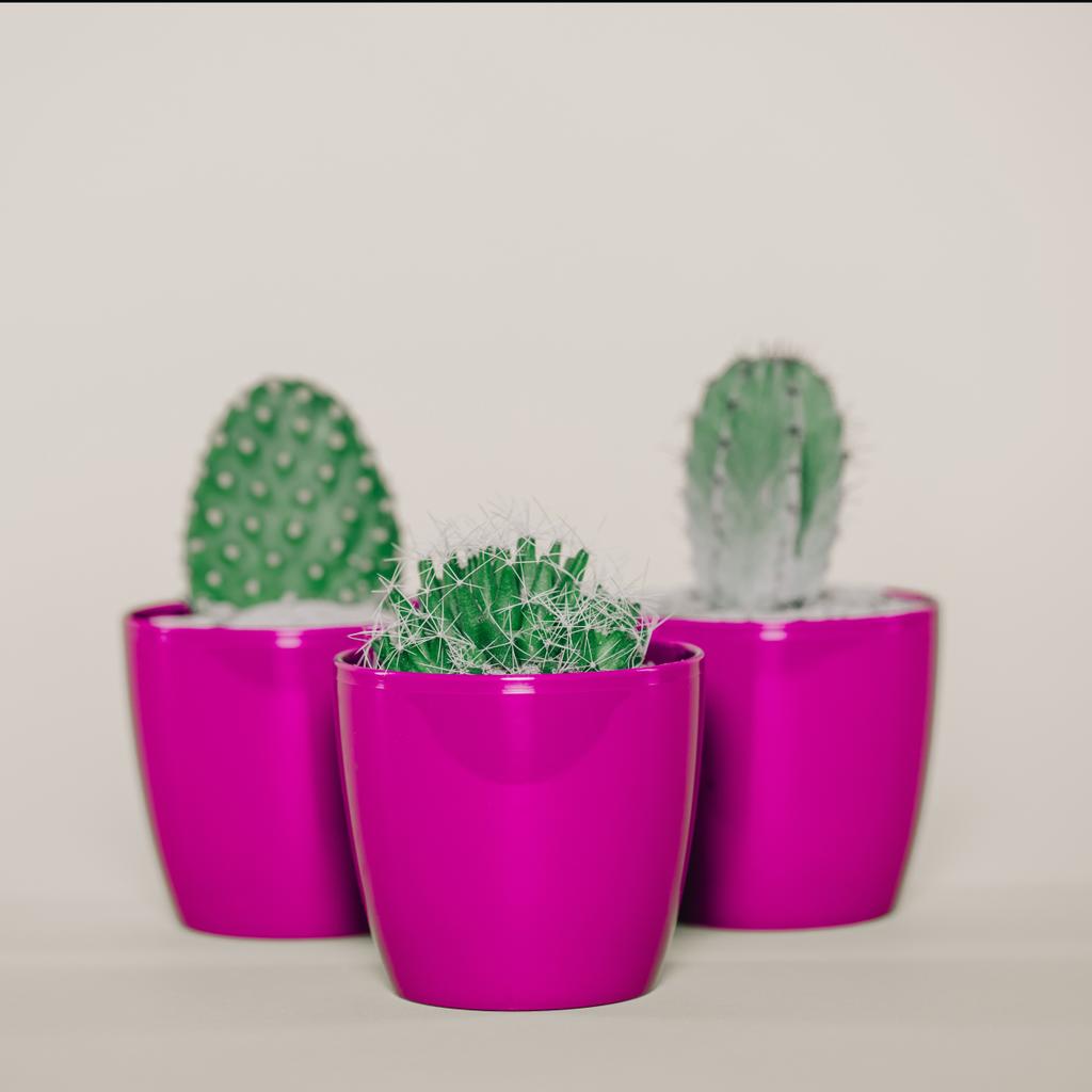 vergrote weergave van mooie groene cactussen groeien in paarse potten op grijs - Foto, afbeelding