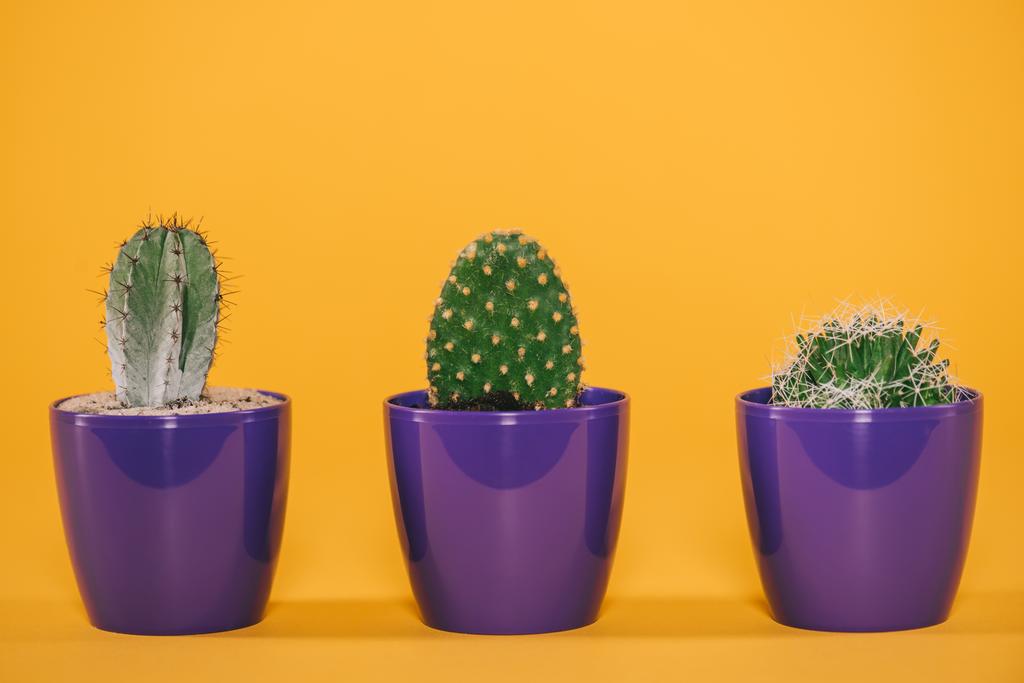 bellissimi cactus verdi che crescono in vasi viola su giallo
 - Foto, immagini