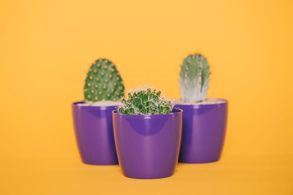 mooie groene cactussen in paarse potten geïsoleerd op geel - Foto, afbeelding