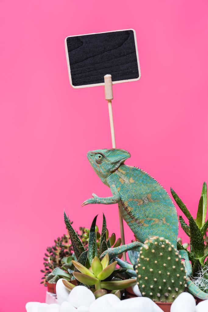 beautiful exotic chameleon near blank board isolated on pink  - Photo, Image