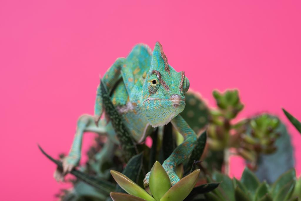 close-up view of beautiful tropical chameleon crawling on succulents isolated on pink  - Photo, Image