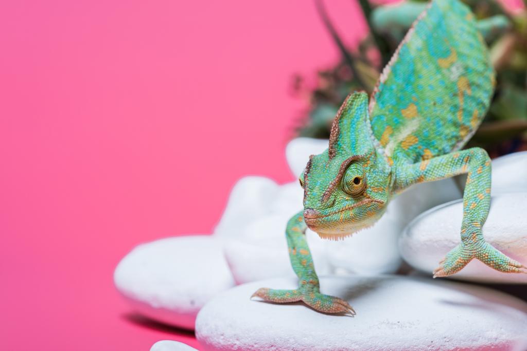 Detailní pohled krásné exotické chameleon procházení na kamenech izolované na růžové - Fotografie, Obrázek