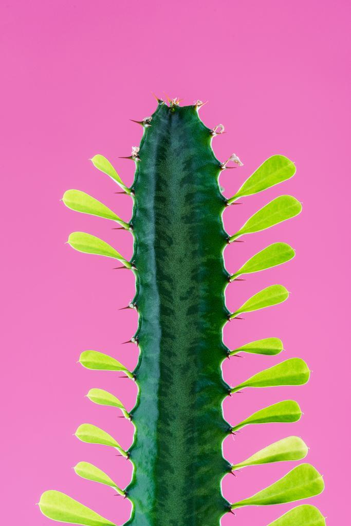 close-up view of beautiful green cactus with thorns and leaves isolated on pink  - Photo, Image