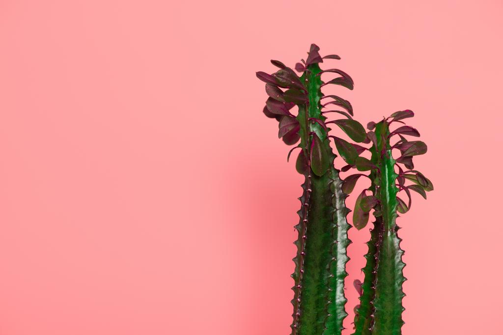 beautiful green cactuses with thorns and leaves isolated on pink  - Photo, Image