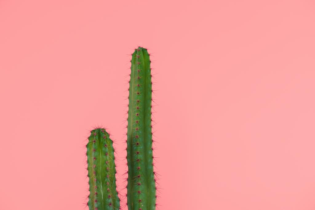 schöne grüne Kakteen mit Dornen isoliert auf rosa  - Foto, Bild