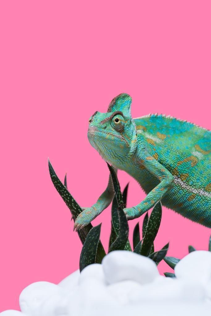 krásné barevné exotické chameleon na kamenech jen hemží sukulenty izolované na růžové - Fotografie, Obrázek